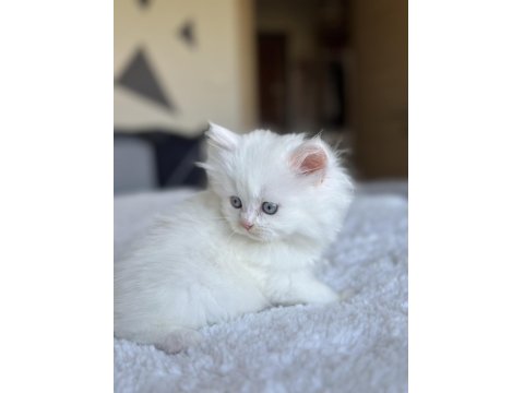 Pamuk Gibi Mavi Gözlü British Longhair Yavrum