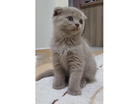 Scottish Fold Lilac