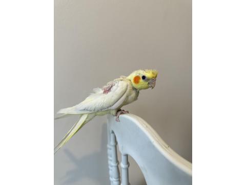 Sultan Papağanı Sahiplendirilecektir