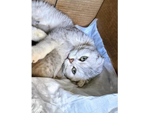 Gerçek Güzelliği Arayanlara Kedi Yavrularımız Rezerveye Açıldı