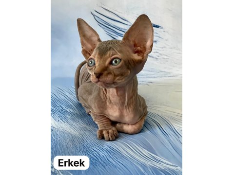 17 Temmuz Doğumlu Sfenks Yavrular