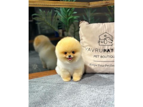 Pomeranian Boo Yavrular Aynı Gün Gönderim - Kapıda Ödeme