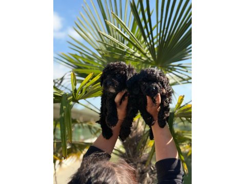 Siyah Poodle Bebekler