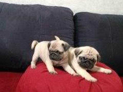 Pug Mops Gül Kuyruk Yavrularımız
