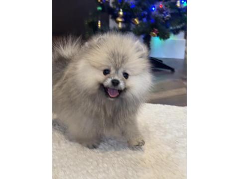 Dişi Ayı Surat Gülen Yüz Pomeranian