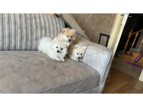 Pomeranian Teddy Bear