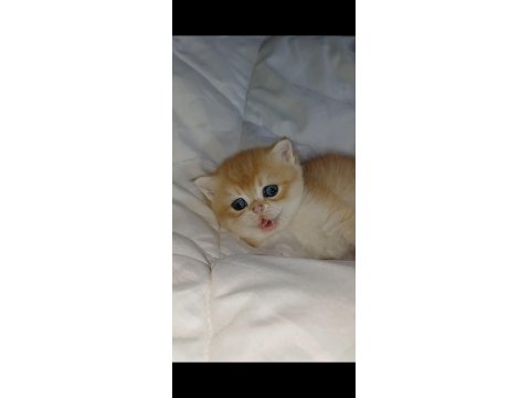 Show Kalite Safkan Golden Bebek Kediler