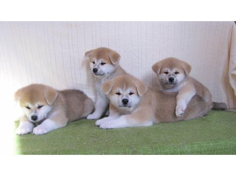 Japon Akita İnu Yavruları