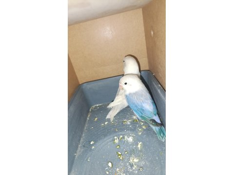 1.5-2 Yaşında Çift Mutasyonlu Cennet Papağanı