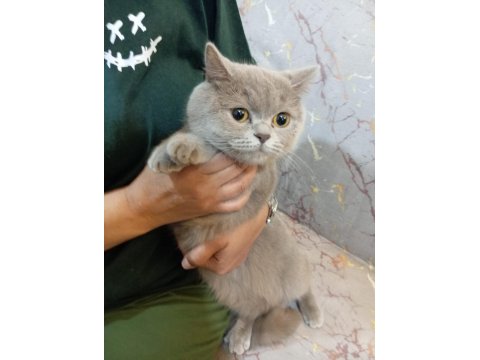 Dişi British Shorthair 11 Aylık