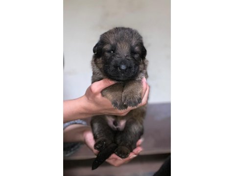 A Kalite Showline Şecereli Alman Kurdu Yavrular