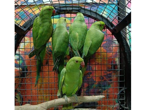 Kapalı Bilezik Pakistan Papağanları