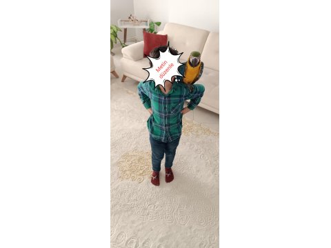 El Besleme Yavru Macaw Papağanı Foto Çekimlerinde Kullanabilirsiniz