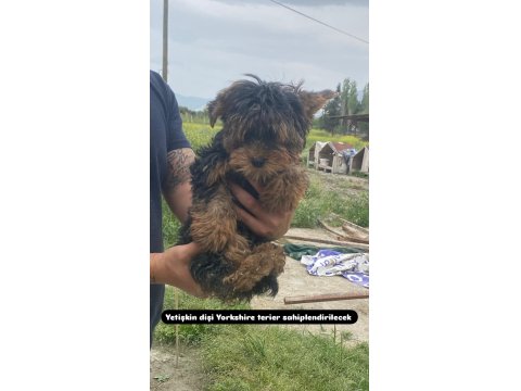Yetişkin Dişi Yorkie
