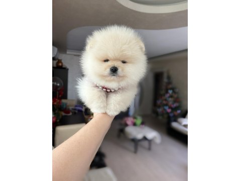 Tam Ayı Surat Pomeranian Boo
