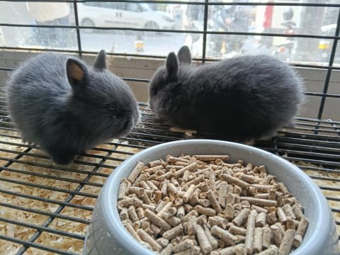 Türkiye'nin Her İline Gönderim Cüce Tavşan Yavruları