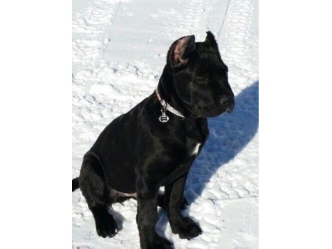 Sağlık Ve Irk Garantili Cane Corso Köpekleri