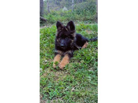 Showline Alman Kurdu Bebekler