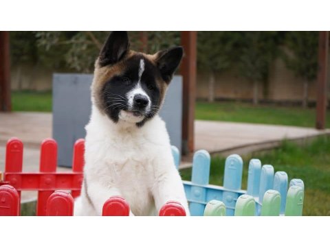 Ruhsatlı Köpek Çiftliğinden Amerikan Akita Yavruları