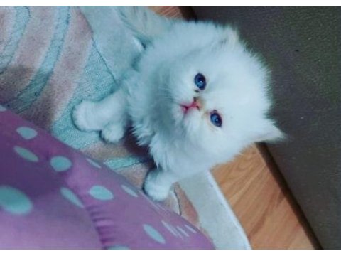 Saf Kan İran Kedisi Yavrusu