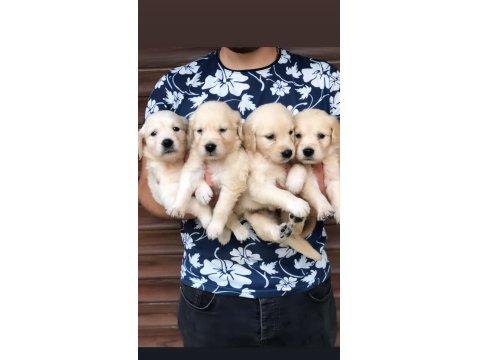 Irk Ve Sağlık Garantili Baby Face Golden Retriever