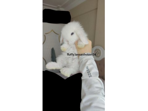 Beyaz Yavru Lop Tavşanı