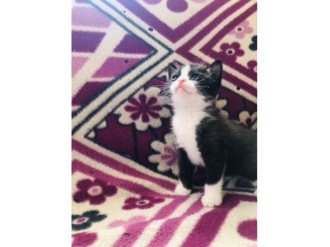 Son 1 Adet Bi Color Kısa Bacak Kedimiz