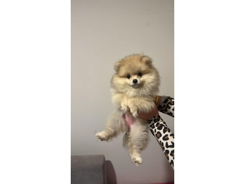3 Aylık Dişi Pomeranian Yavrular