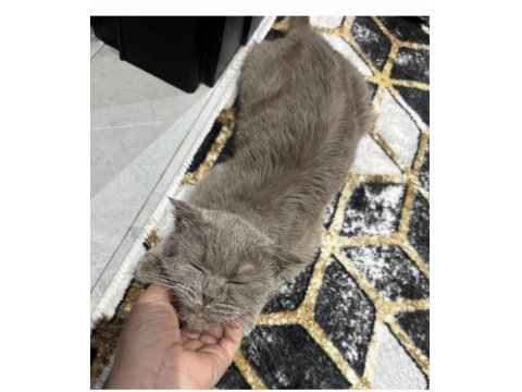 Scottish Fold Lara Kızımıza Sıcacık Bir Yuva Geçiçi Evinden Gerçek Ailesine