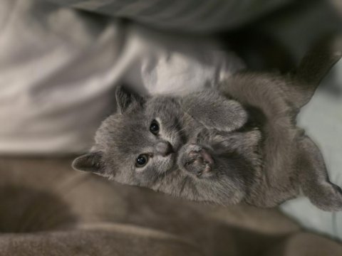 2 Aylik British Shorthair Kızımız