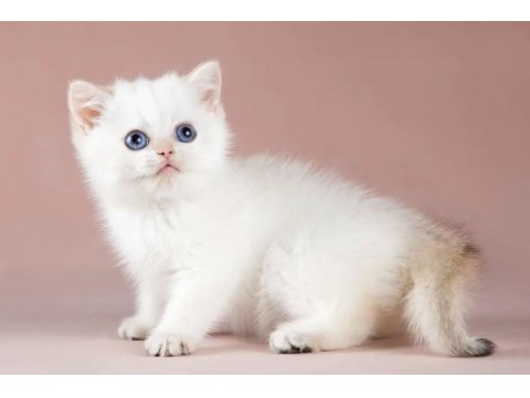 Plus Kalite Silver British Shorthair