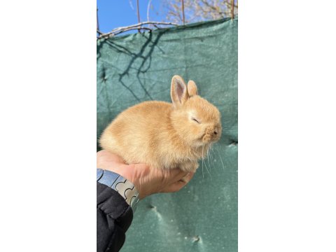 Orijinal Hollanda Cüce Tavşanı