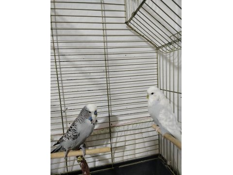 Jumbo Muhabbet Kuşu Hazır Takım Daha Önce Yavru Alındı