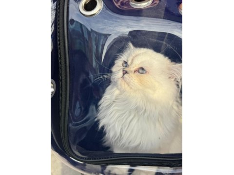 6 Aylık British Longhair Yavrumuz Sahiplendirilecektir