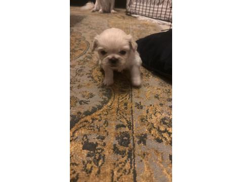 Ücretsiz Sahiplendirme Pekinezler