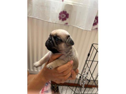 Pug Bebekler