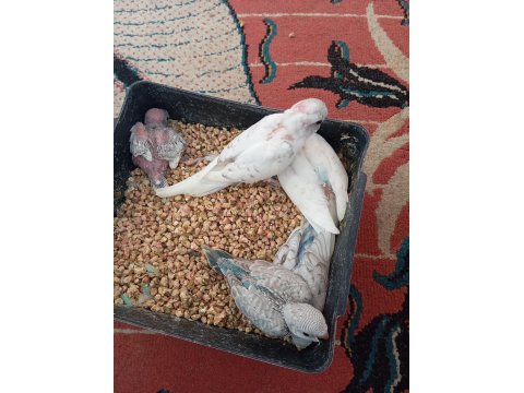 Yavru Muhabbet Kuşu