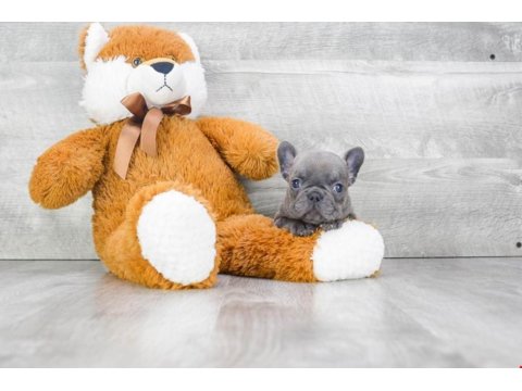 Exotic French Bulldog Yavruları