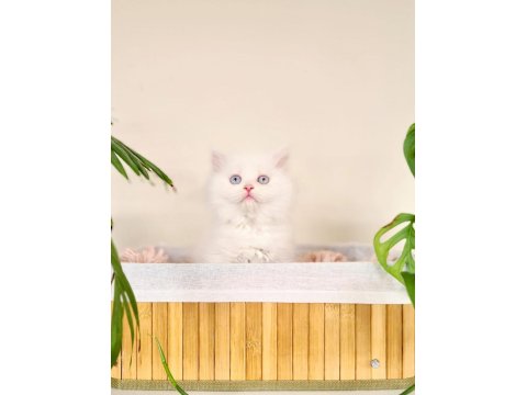 Erkek British Longhair Oyun Hamuru