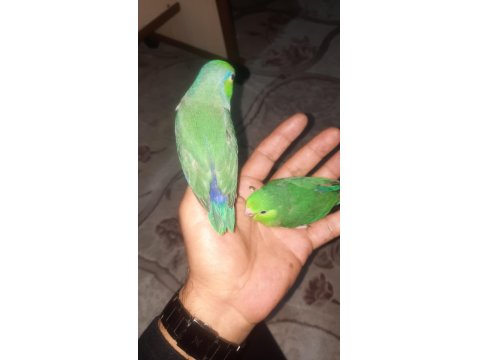 El Besleme Bebek Forpus