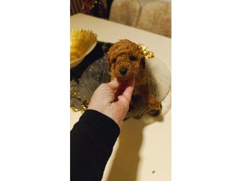 Red Toy Poodle Yavrular