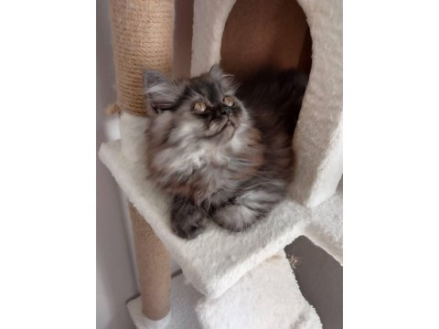 Orjinal Ev İran Kedisi