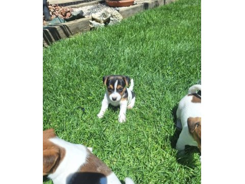 Jack Russell Yavruları