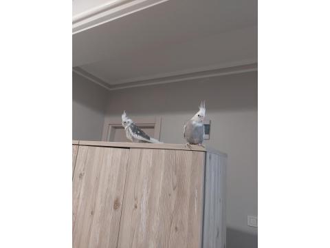 2 Adet Sultan Papağanı Ve Büyük Boy Kafeste Satılık