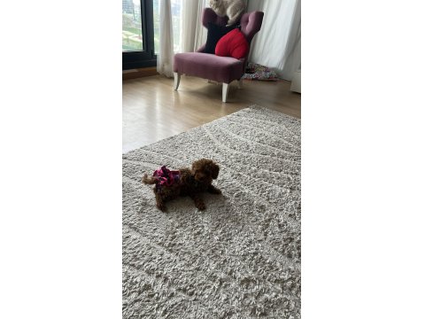 Teacup Boy Dişi Poodle