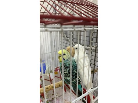 Çift Muhabbet Kuşumuz