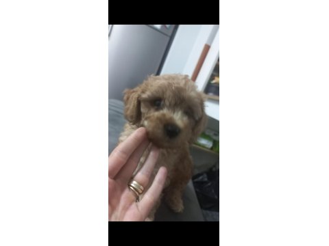 11 Aylık Erkek Toy Poodle