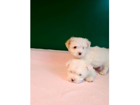 Sıfır Numara Maltese Yavrularımız