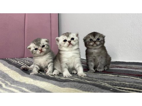 Dünya Tatlısı Yavru Kediler