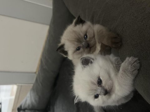 British Longhair Yavru Kediler
